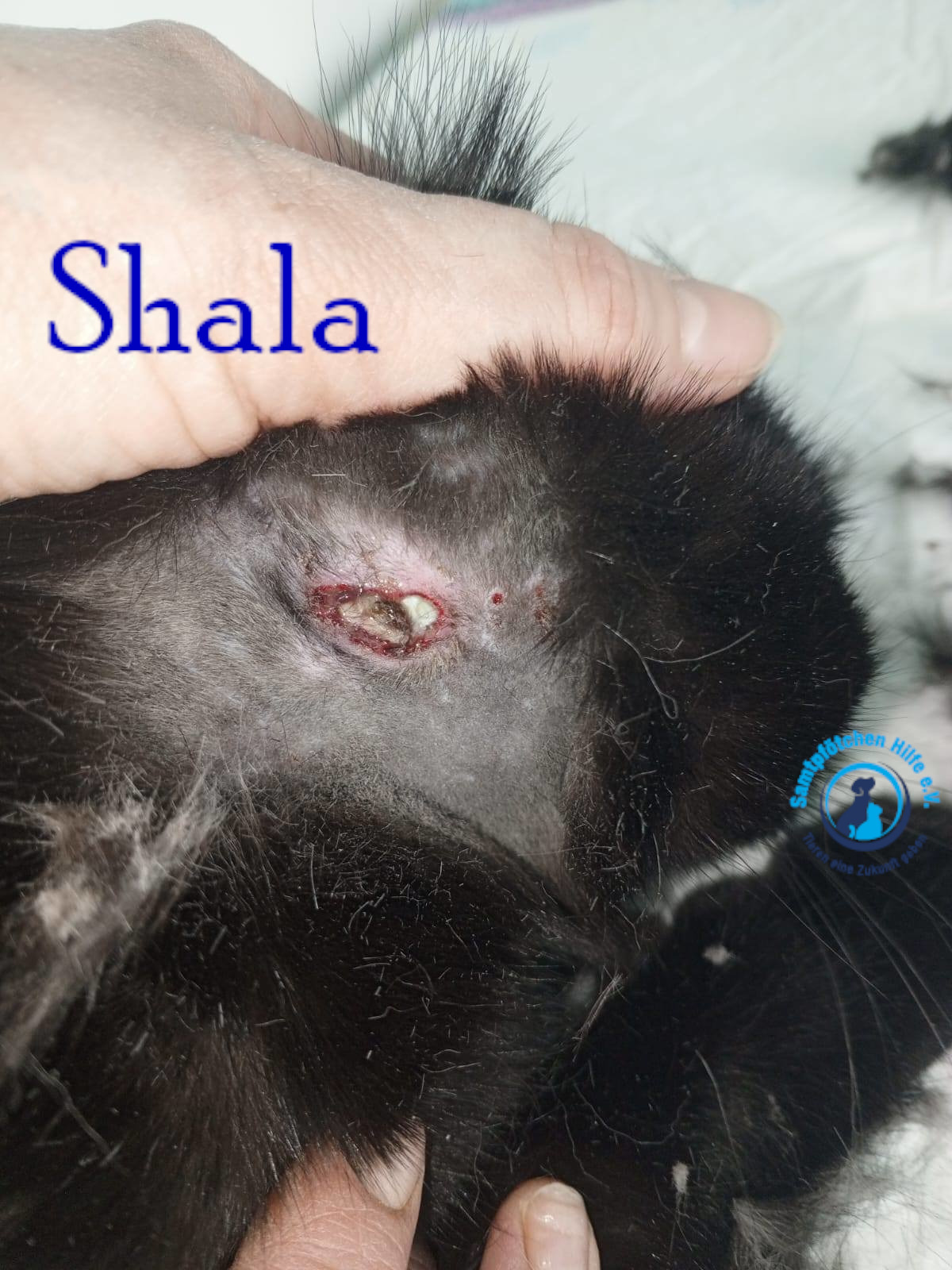 Nadezhda/Katzen/Shala/Shala103mN.jpg