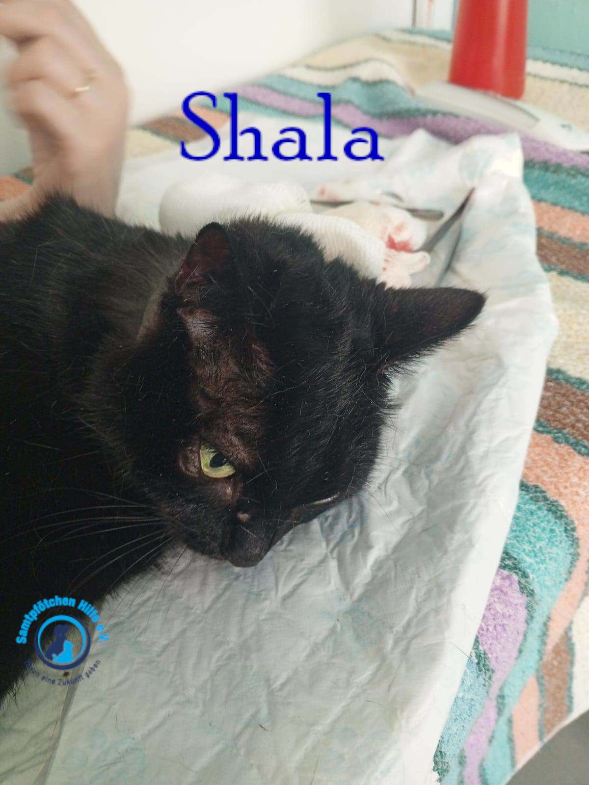 Nadezhda/Katzen/Shala/Shala104mN.jpg