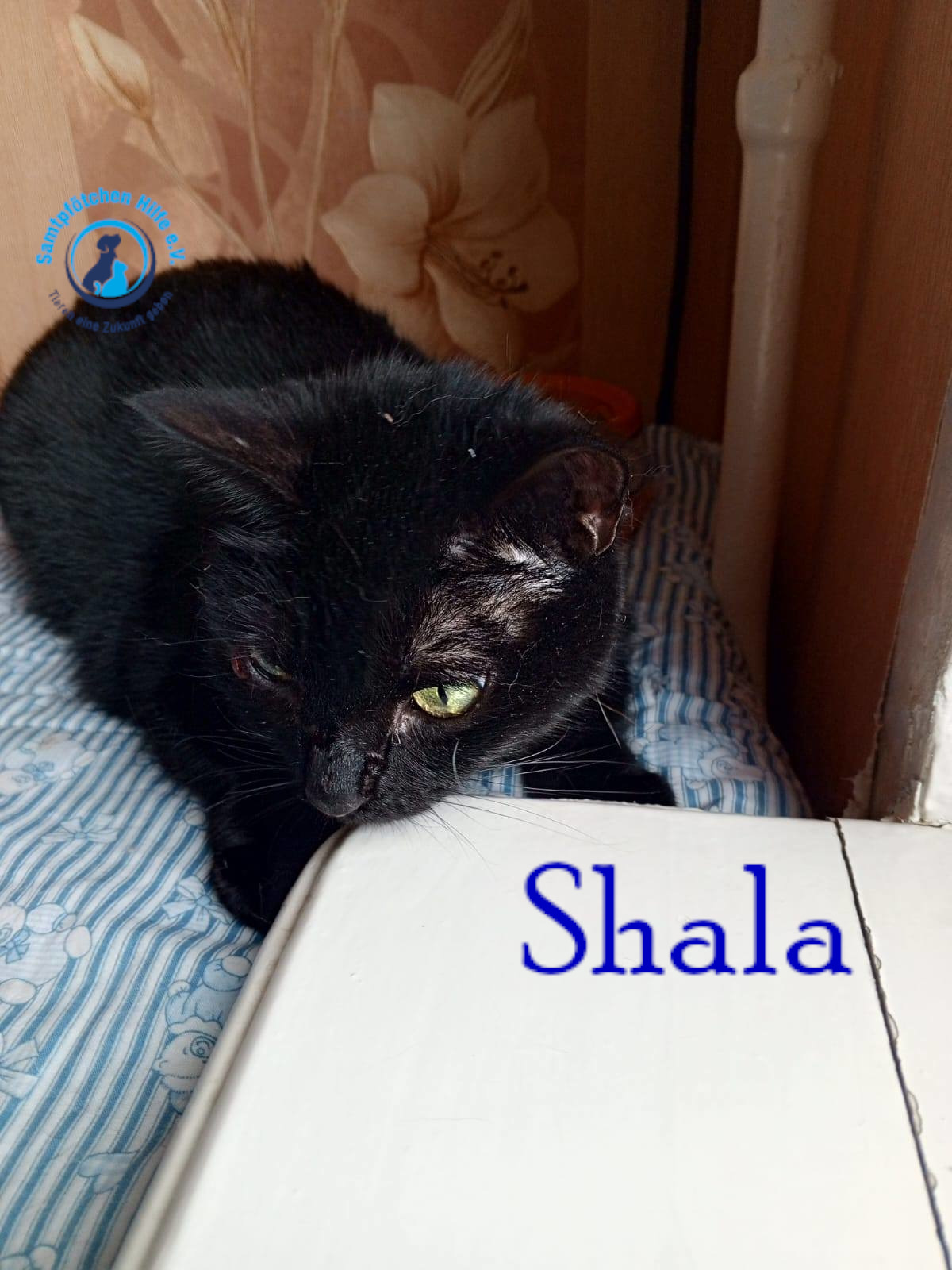 Nadezhda/Katzen/Shala/Shala105mN.jpg