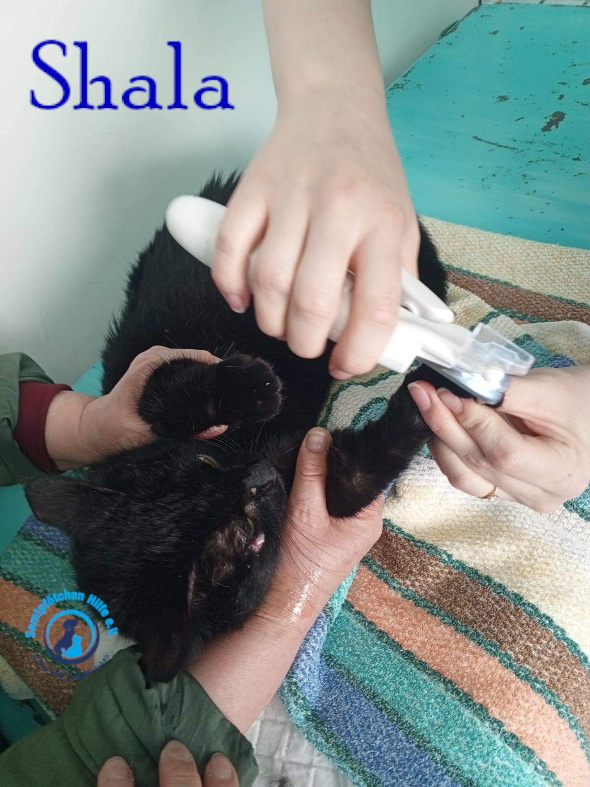 Nadezhda/Katzen/Shala/Shala106mN.jpg