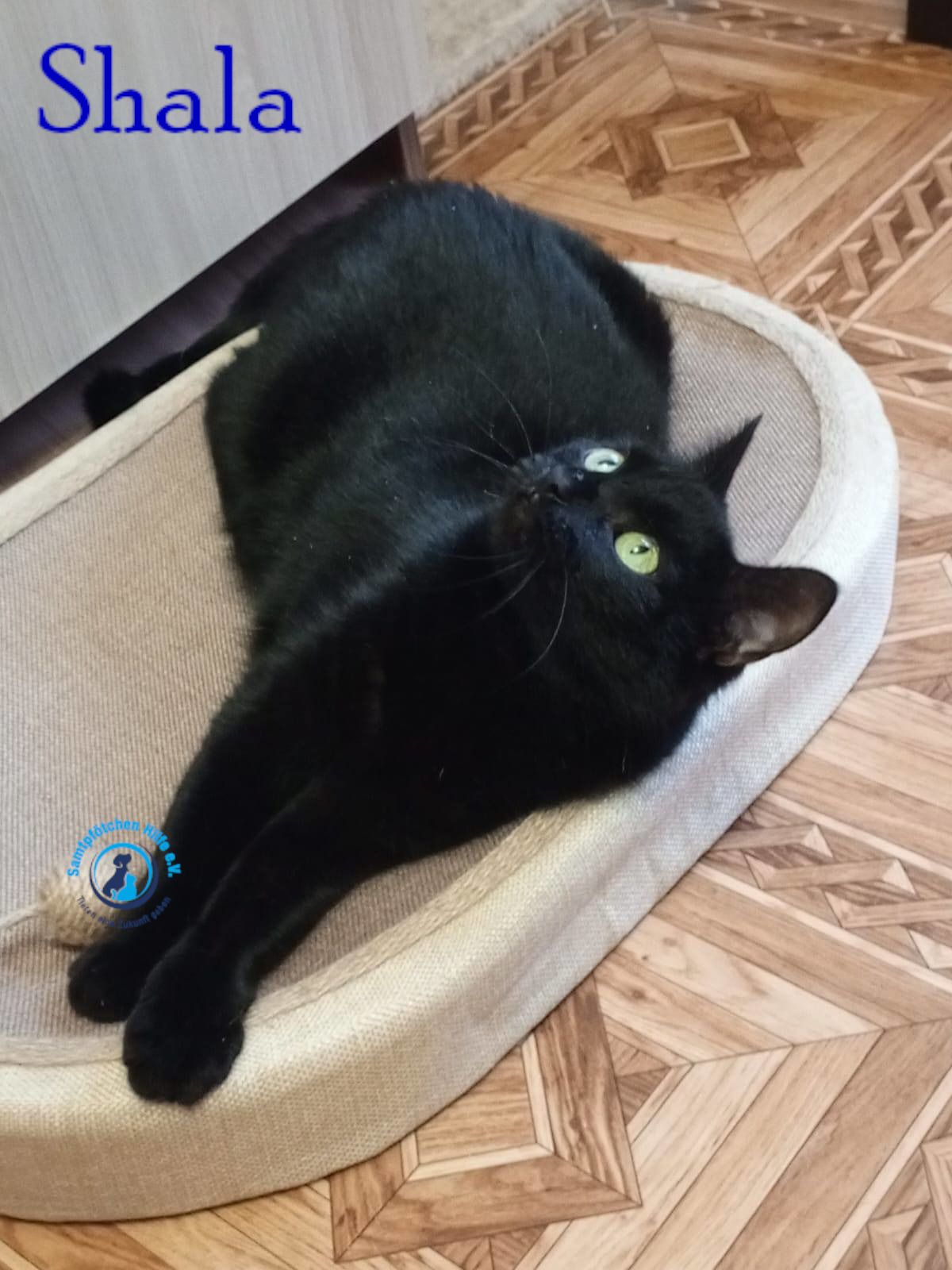 Nadezhda/Katzen/Shala/Shala107mN.jpg