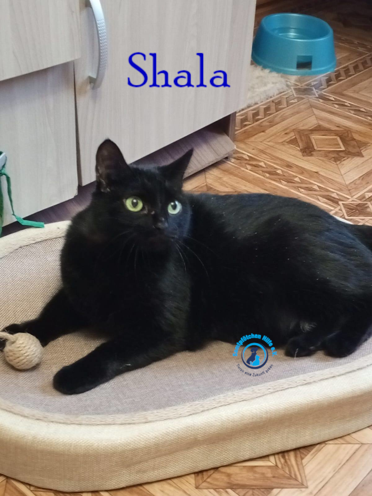 Nadezhda/Katzen/Shala/Shala108mN.jpg