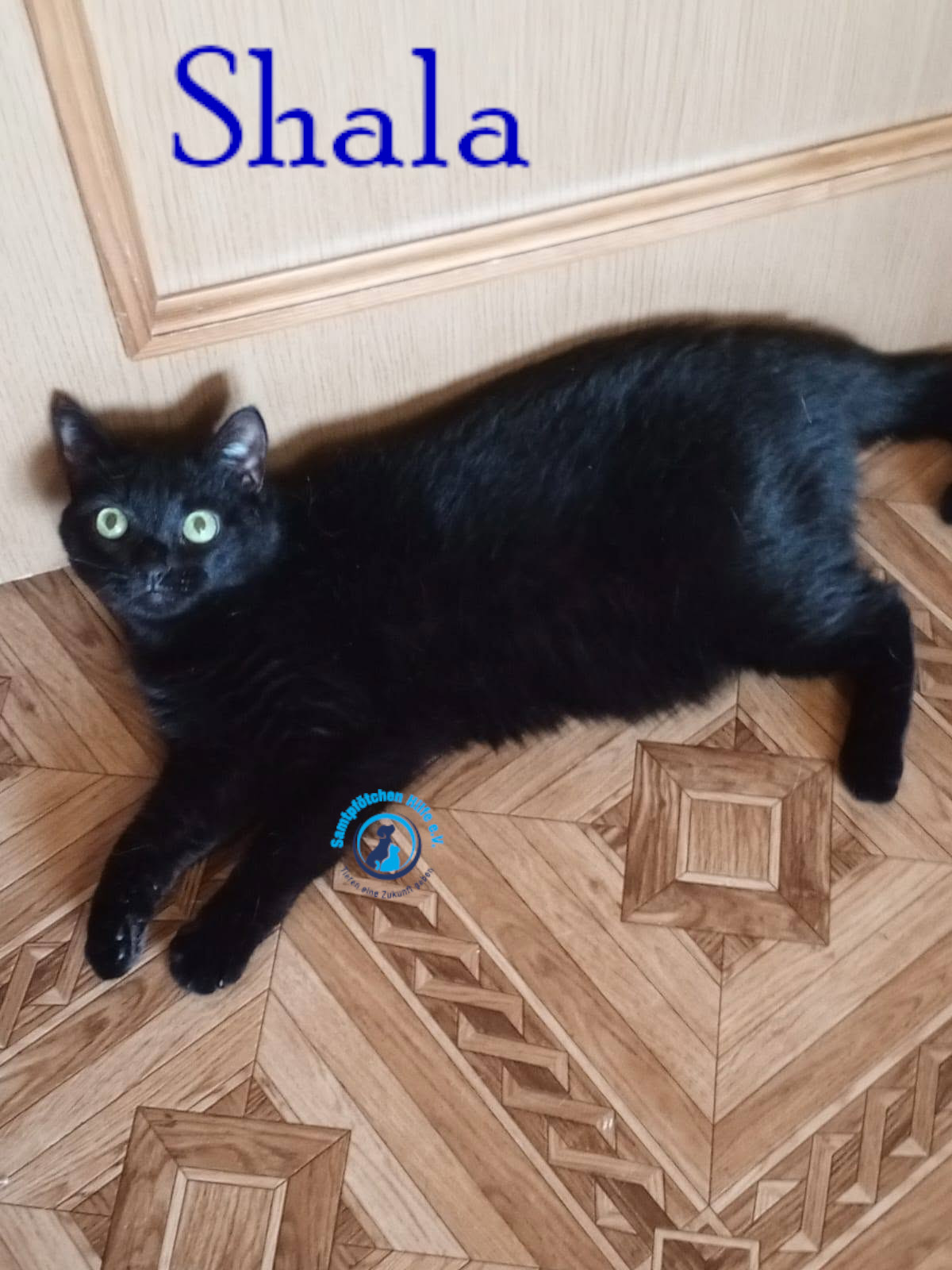 Nadezhda/Katzen/Shala/Shala109mN.jpg