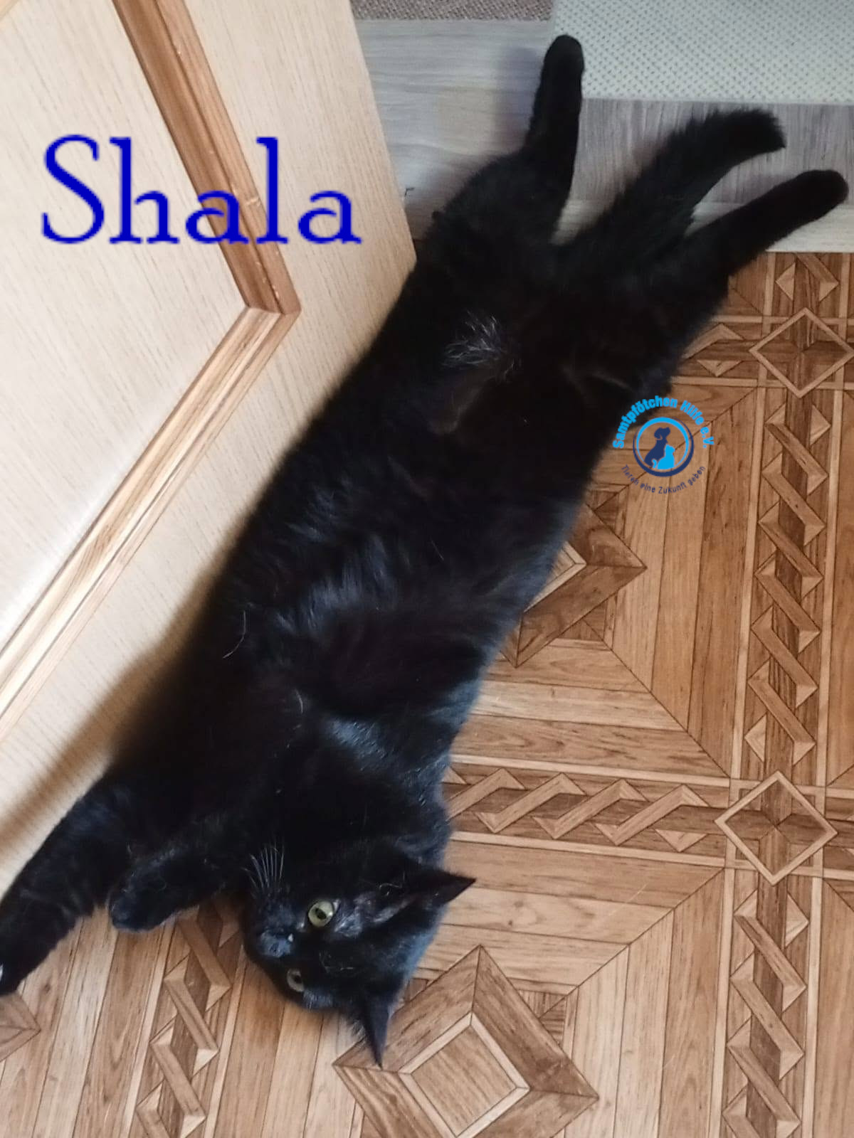 Nadezhda/Katzen/Shala/Shala110mN.jpg