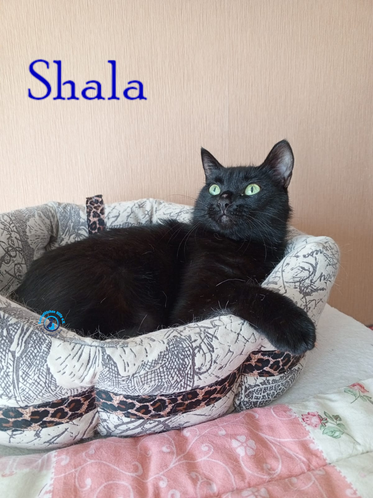 Nadezhda/Katzen/Shala/Shala58mN.jpg