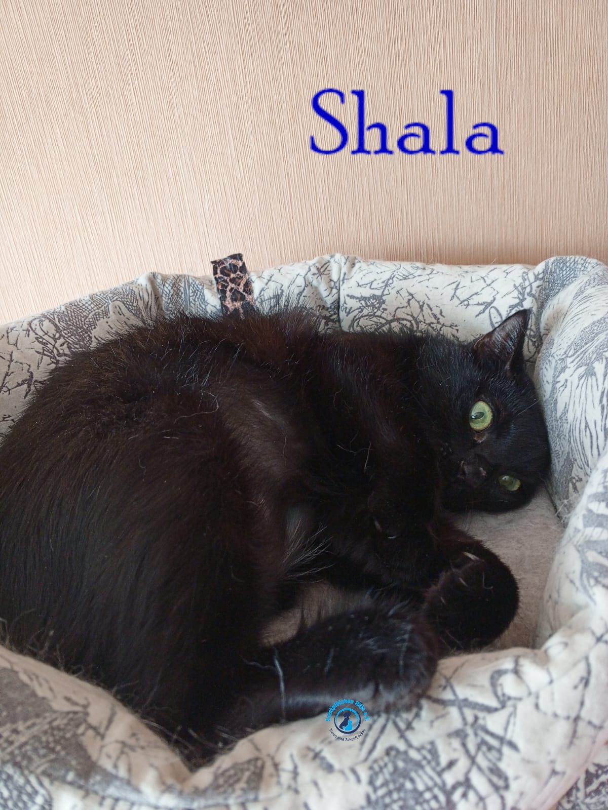 Nadezhda/Katzen/Shala/Shala59mN.jpg