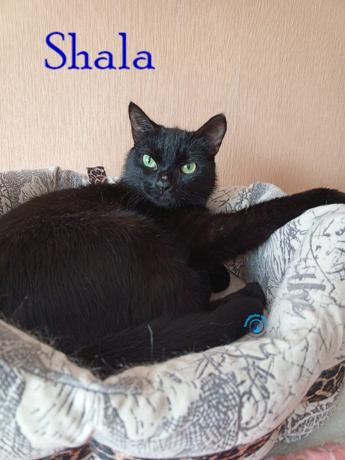Nadezhda/Katzen/Shala/Shala60mN.jpg
