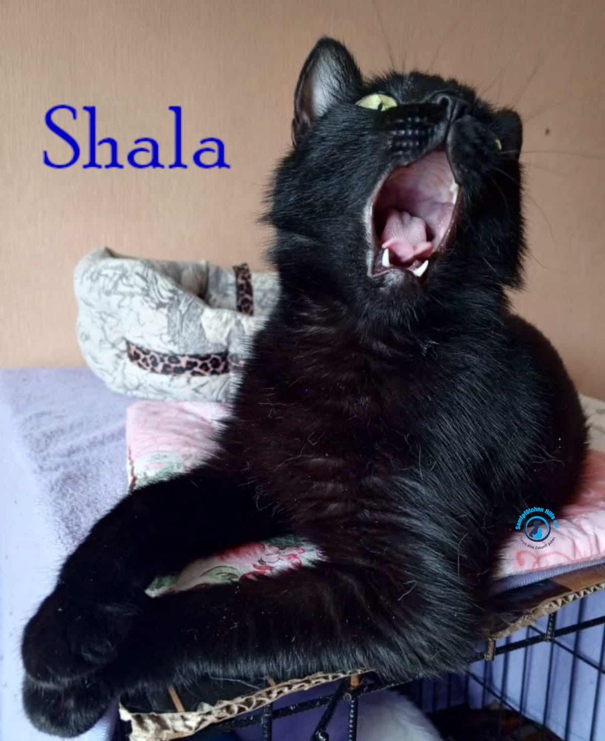 Nadezhda/Katzen/Shala/Shala62mN.jpg