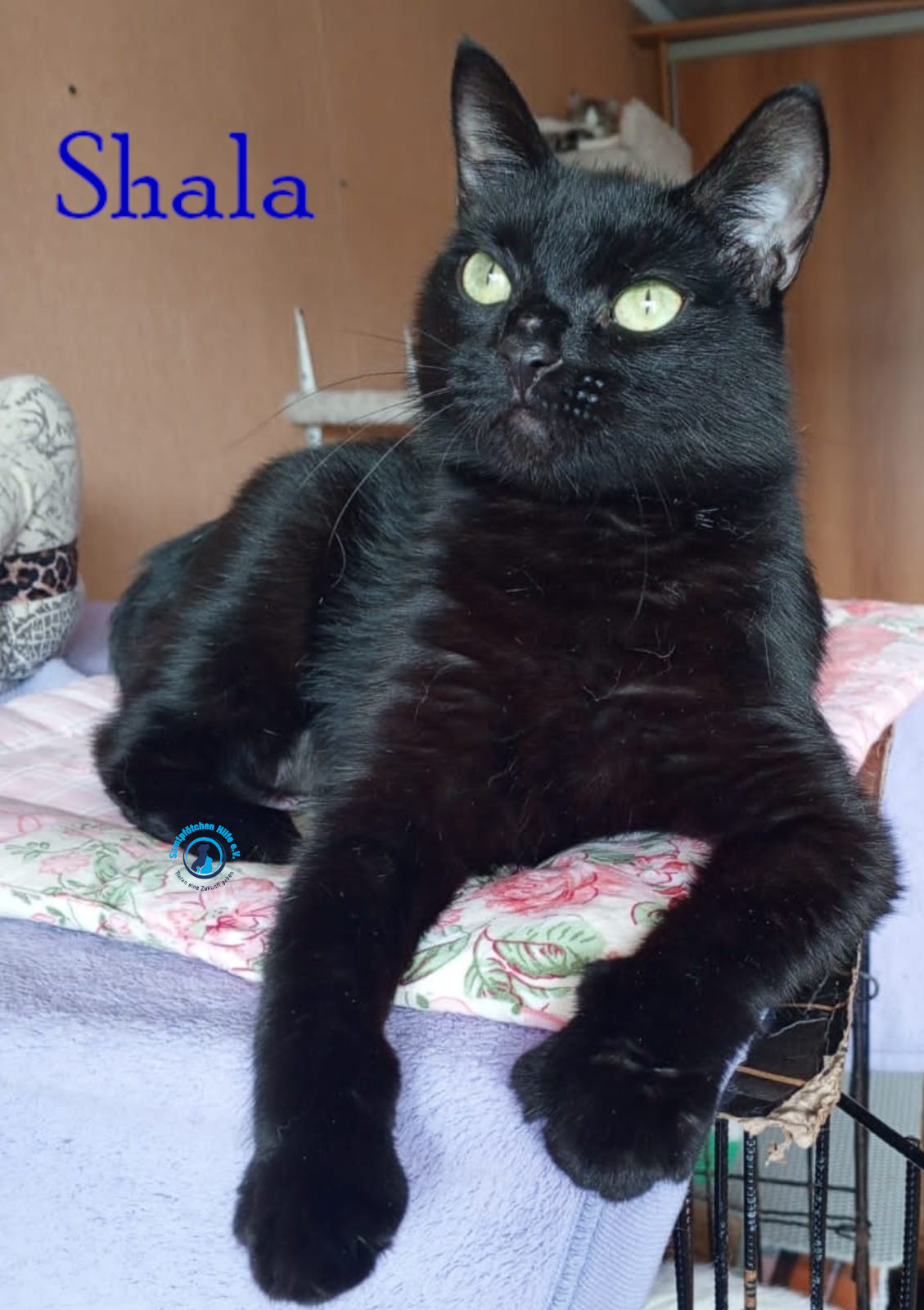 Nadezhda/Katzen/Shala/Shala63mN.jpg