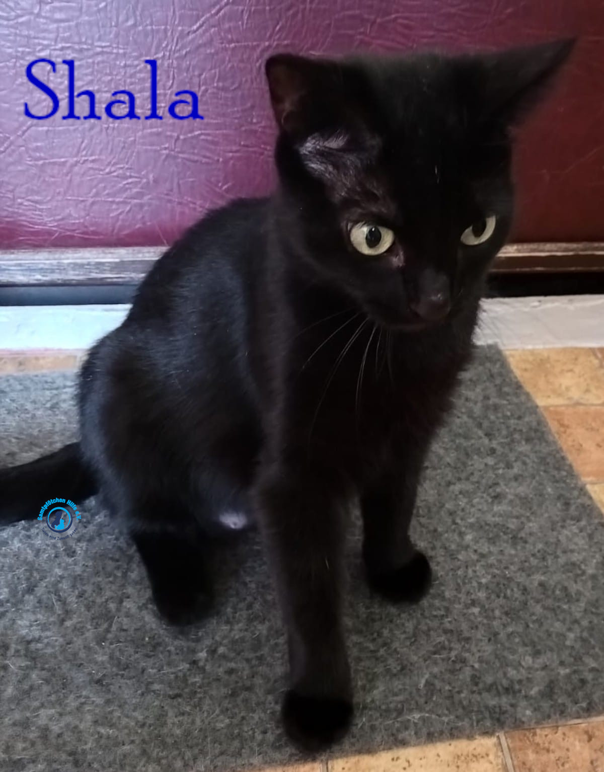 Nadezhda/Katzen/Shala/Shala64mN.jpg