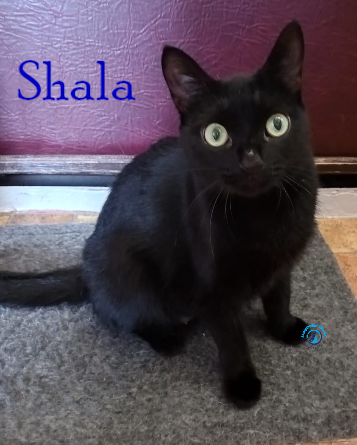 Nadezhda/Katzen/Shala/Shala65mN.jpg