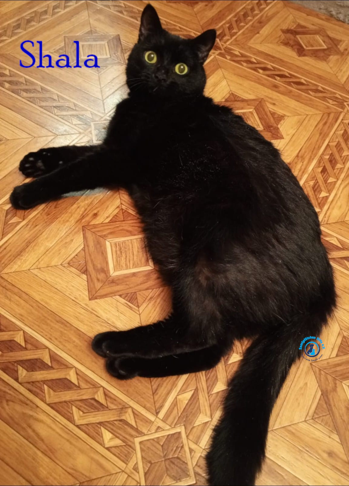 Nadezhda/Katzen/Shala/Shala70mN.jpg