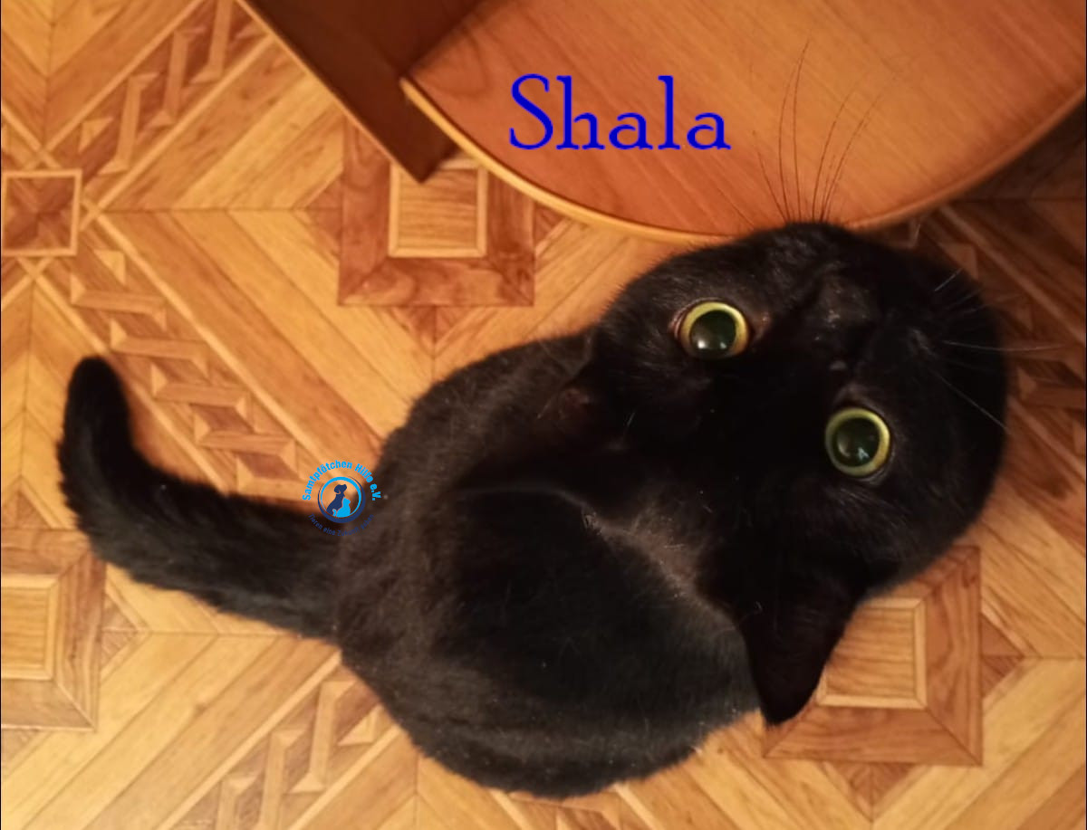 Nadezhda/Katzen/Shala/Shala71mN.jpg