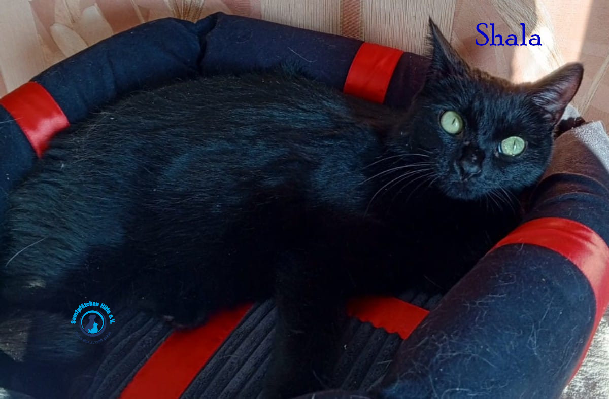 Nadezhda/Katzen/Shala/Shala75mN.jpg