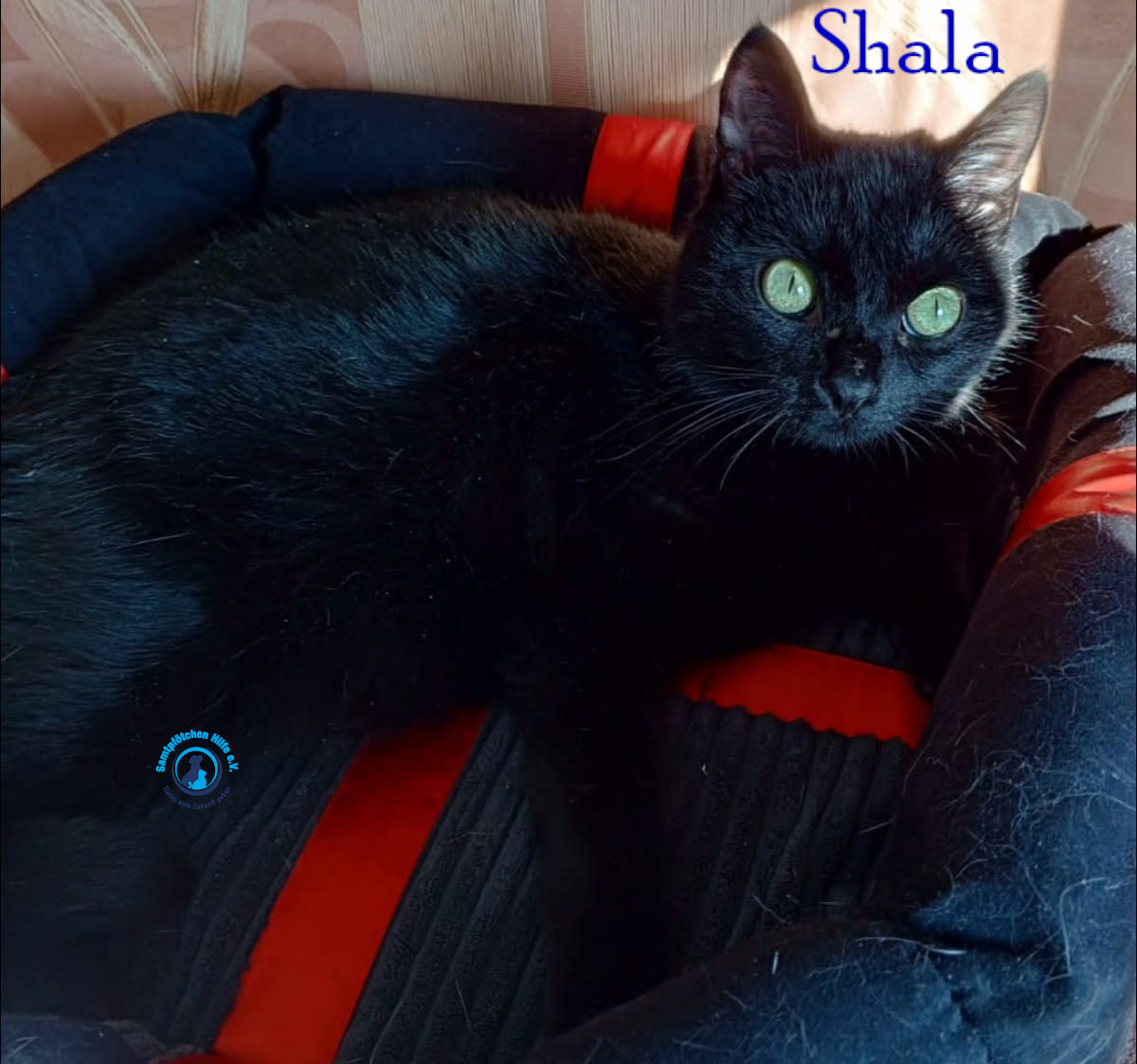 Nadezhda/Katzen/Shala/Shala76mN.jpg
