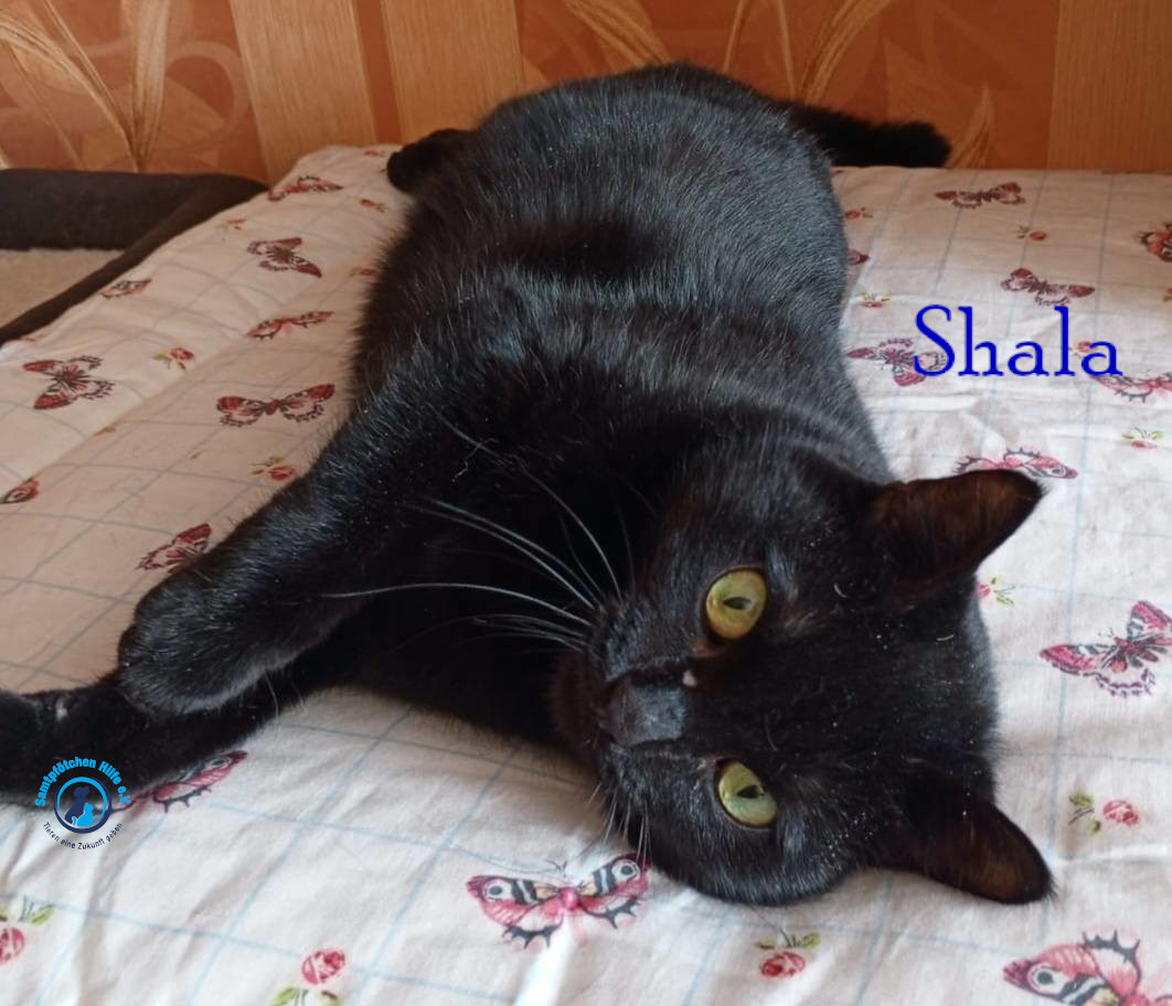 Nadezhda/Katzen/Shala/Shala77mN.jpg