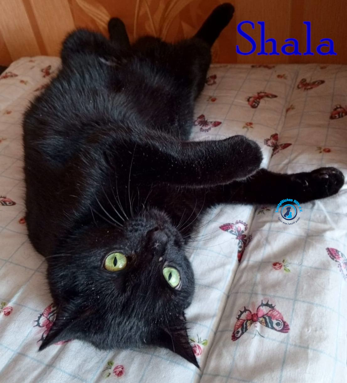 Nadezhda/Katzen/Shala/Shala79mN.jpg