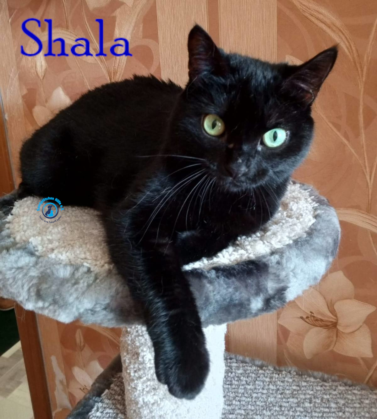 Nadezhda/Katzen/Shala/Shala80mN.jpg