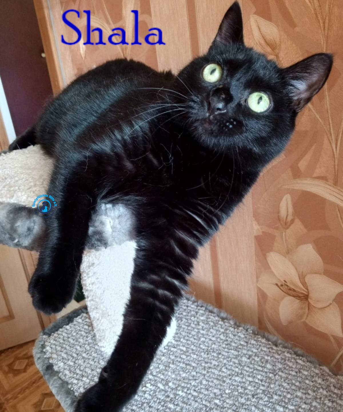 Nadezhda/Katzen/Shala/Shala81mN.jpg