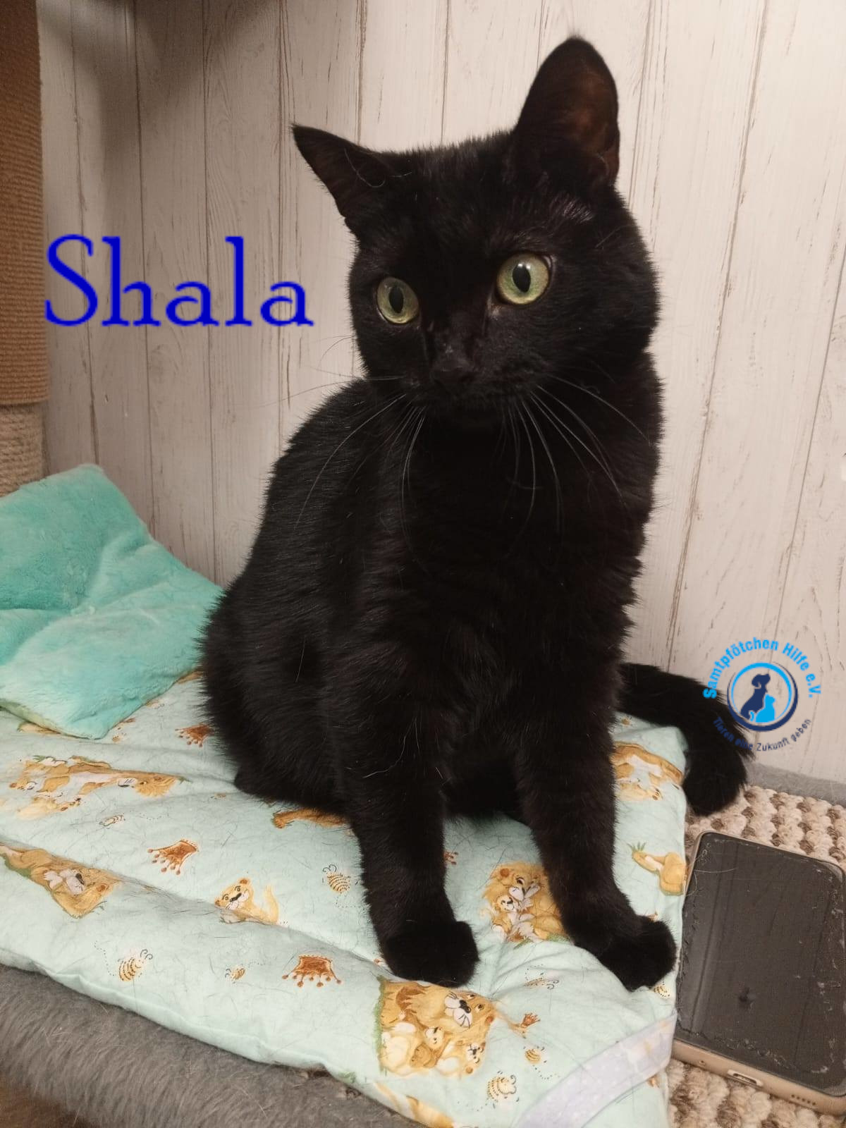 Nadezhda/Katzen/Shala/Shala92mN.jpg
