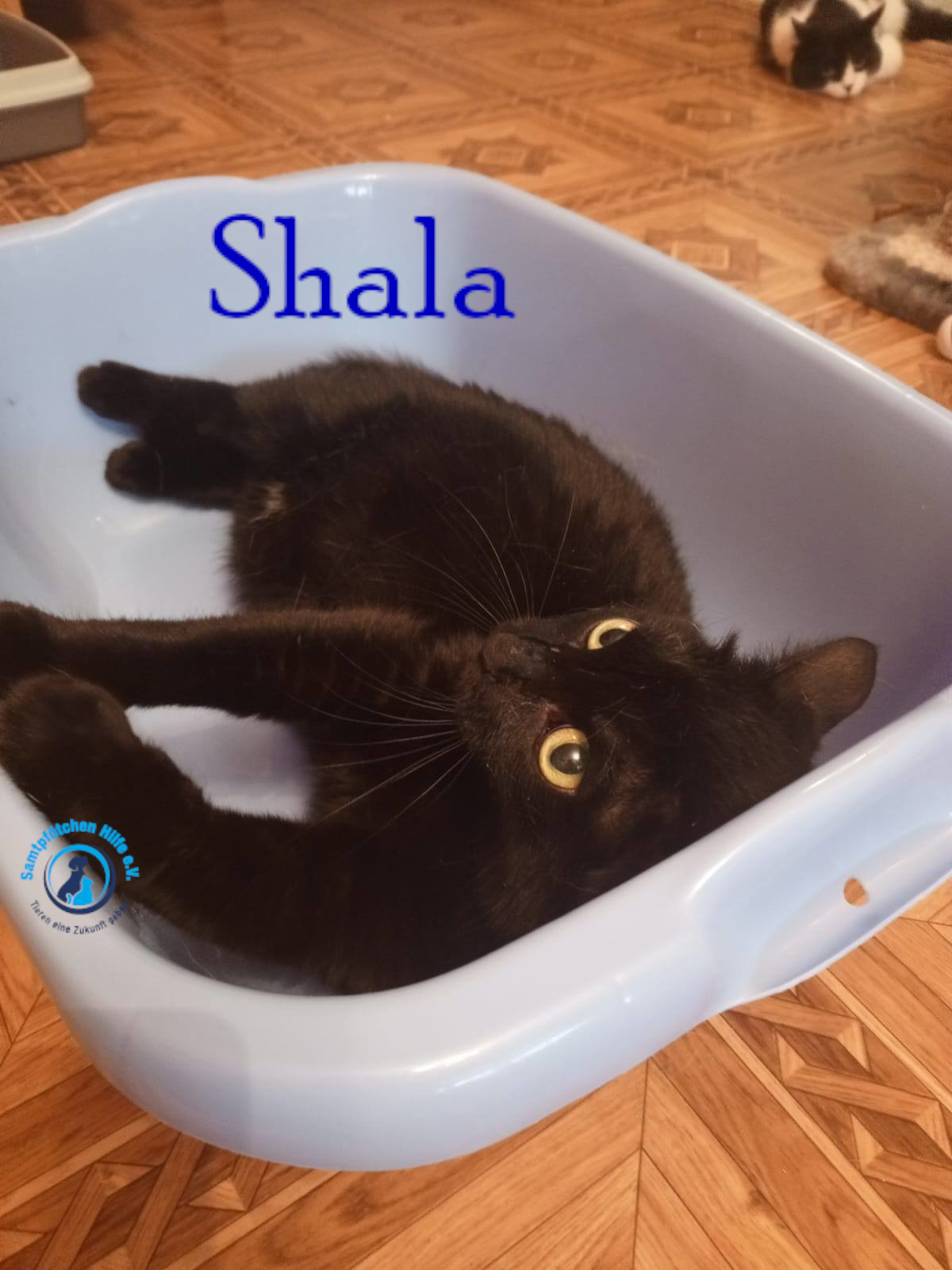 Nadezhda/Katzen/Shala/Shala94mN.jpg