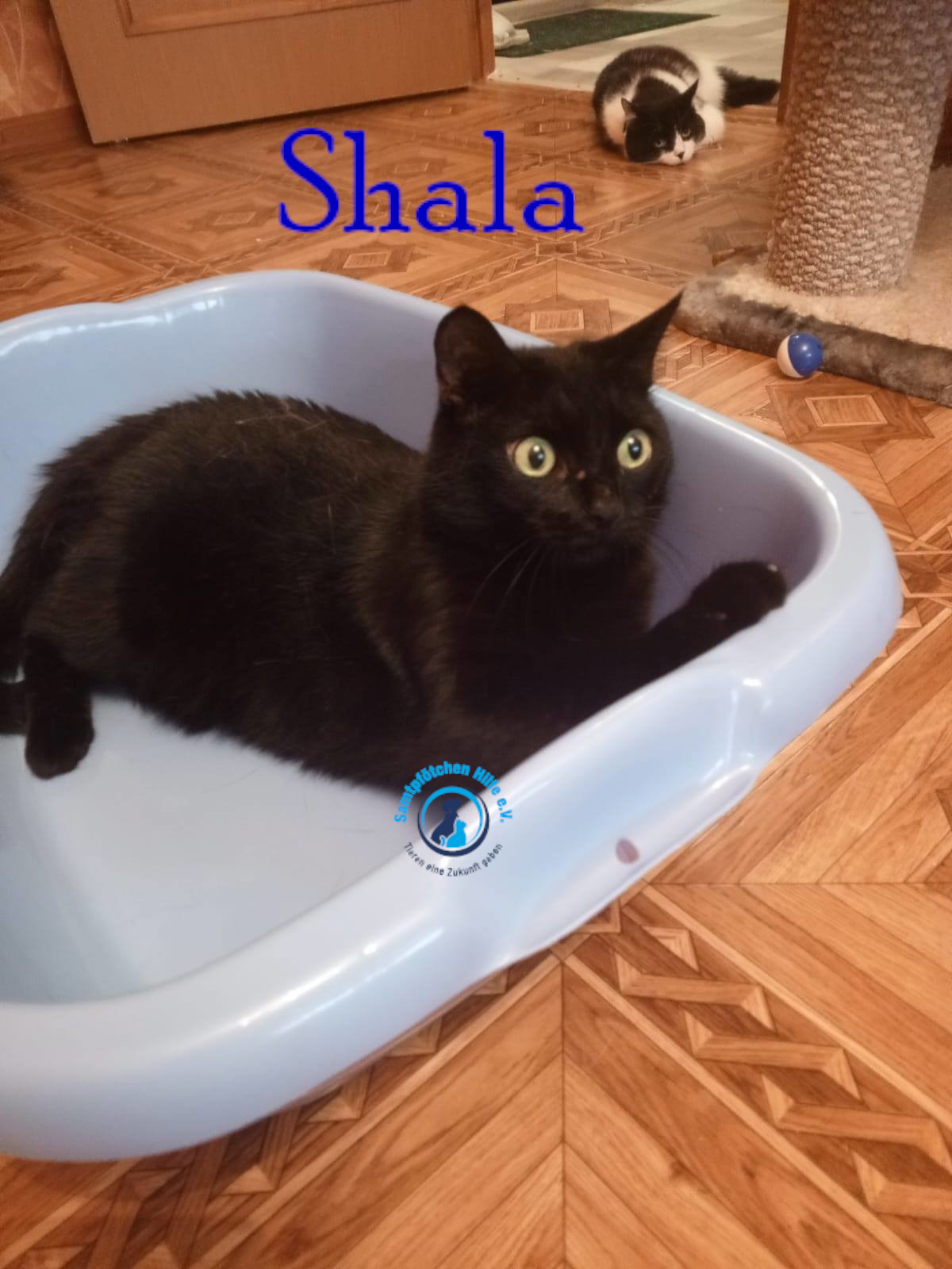 Nadezhda/Katzen/Shala/Shala96mN.jpg