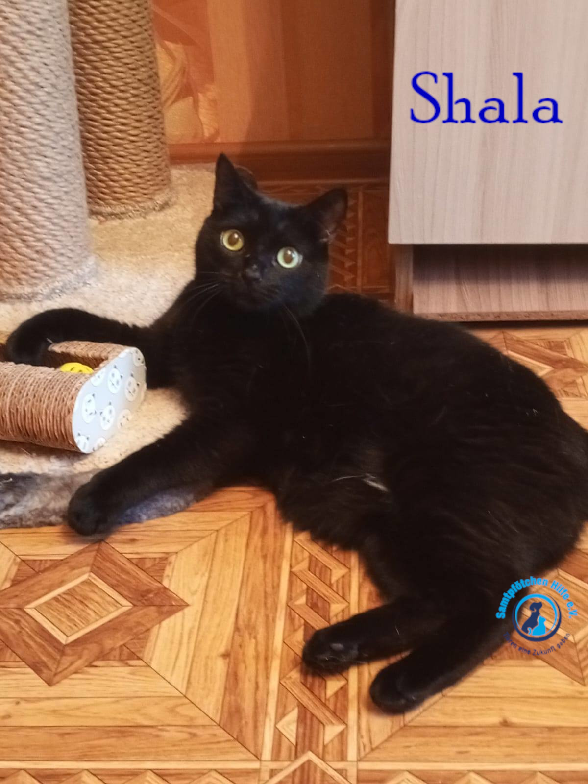 Nadezhda/Katzen/Shala/Shala98mN.jpg