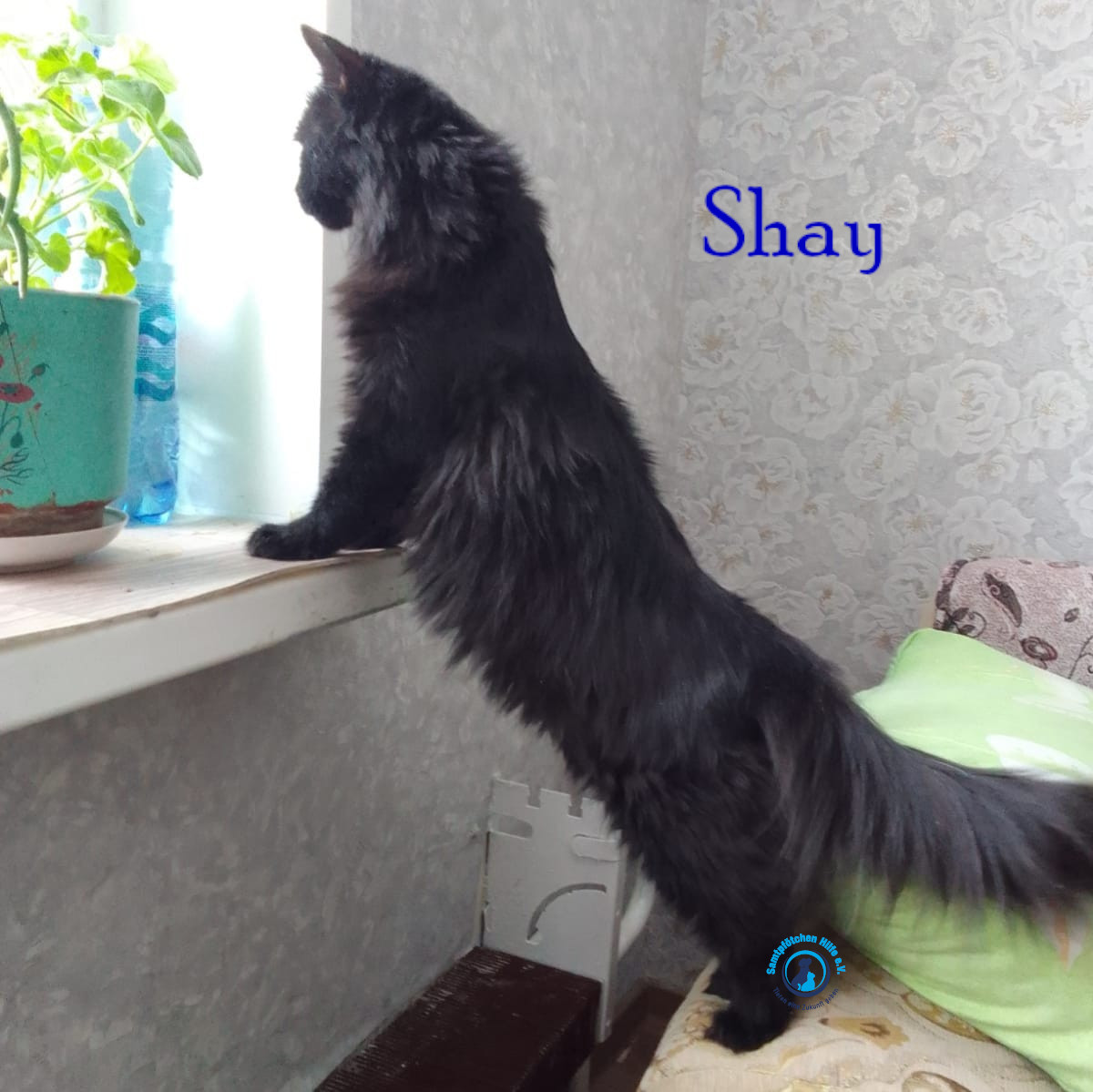 Nadezhda/Katzen/Shay/Shay53mN.jpg