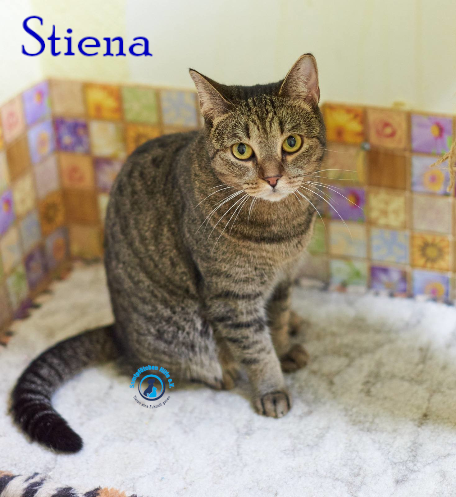 Nadezhda/Katzen/Stiena/Stiena28mN.jpg