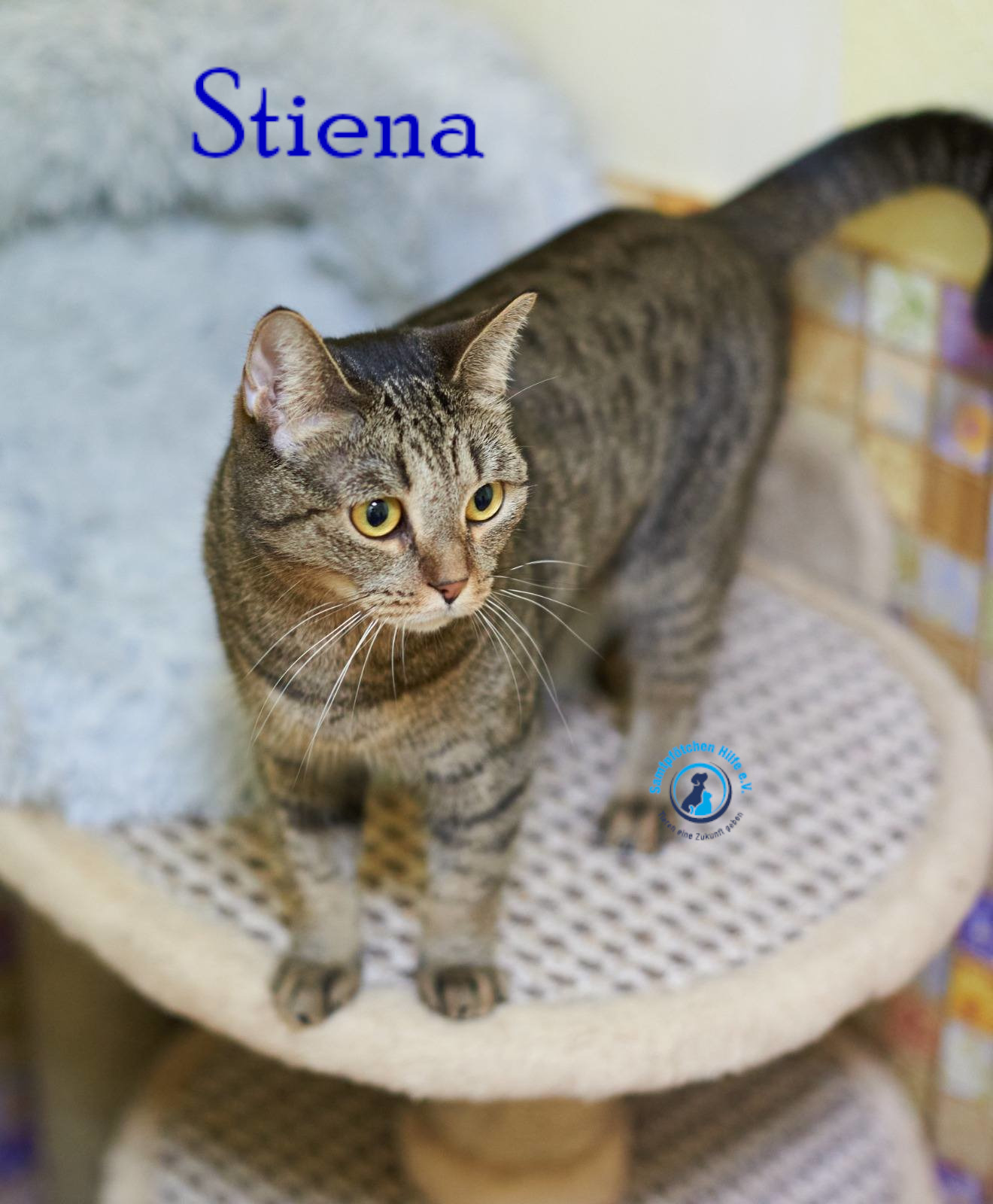Nadezhda/Katzen/Stiena/Stiena30mN.jpg