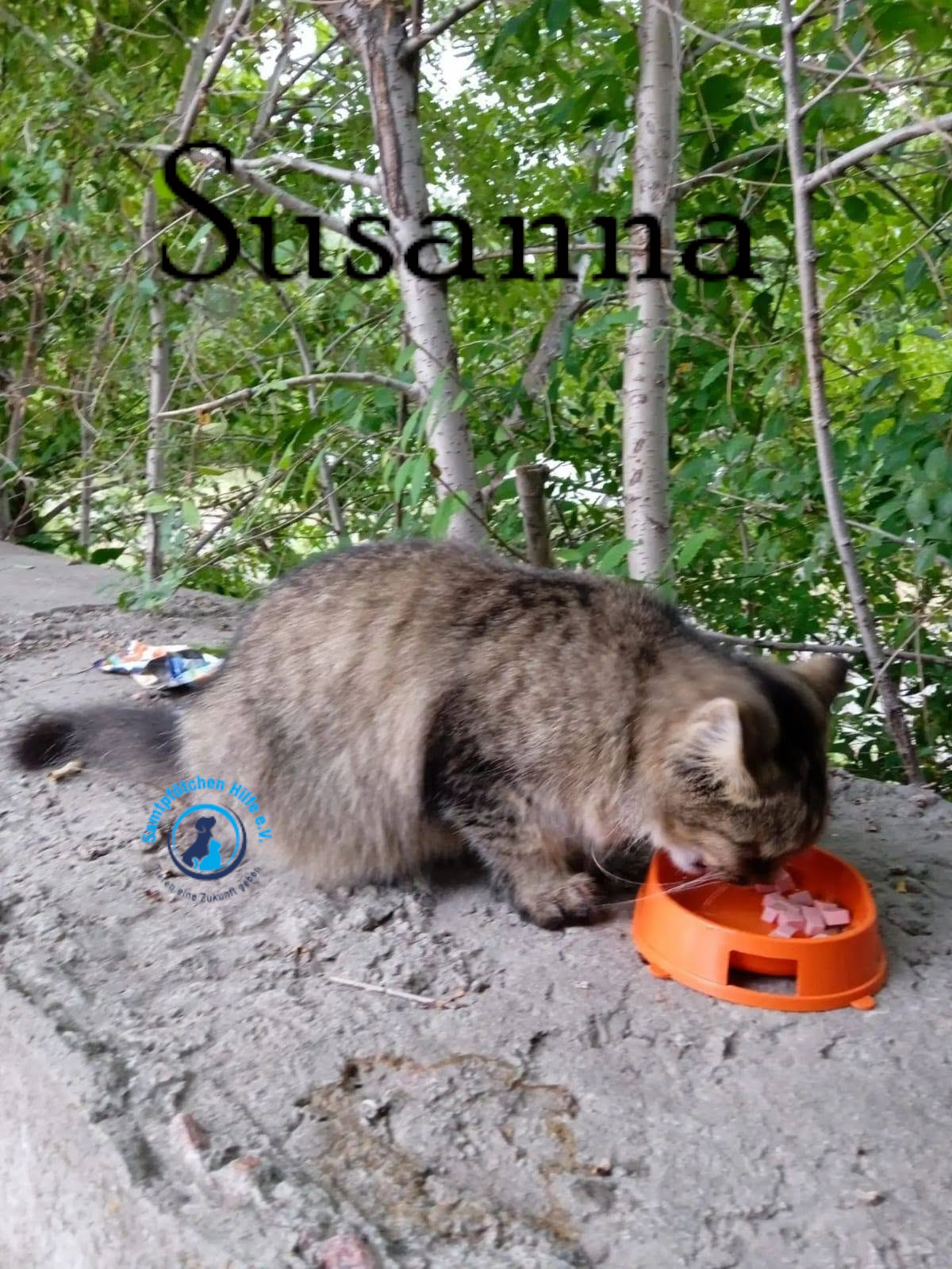 Nadezhda/Katzen/Susanna/Susanna01mN.jpg
