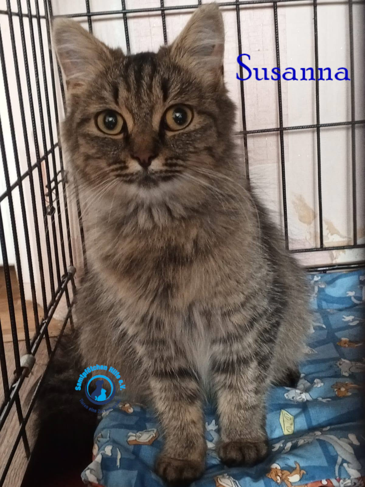Nadezhda/Katzen/Susanna/Susanna05mN.jpg