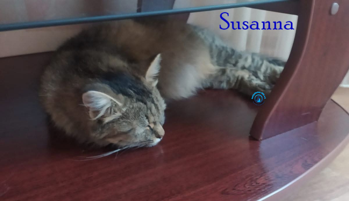 Nadezhda/Katzen/Susanna/Susanna06mN.jpg