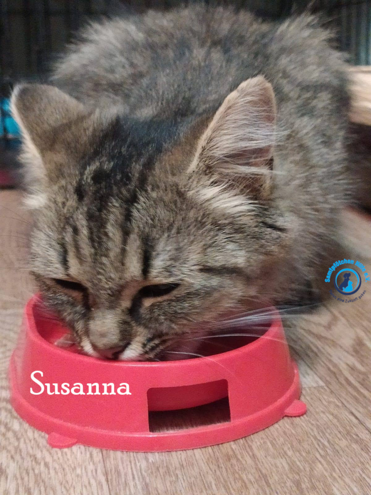 Nadezhda/Katzen/Susanna/Susanna08mN.jpg