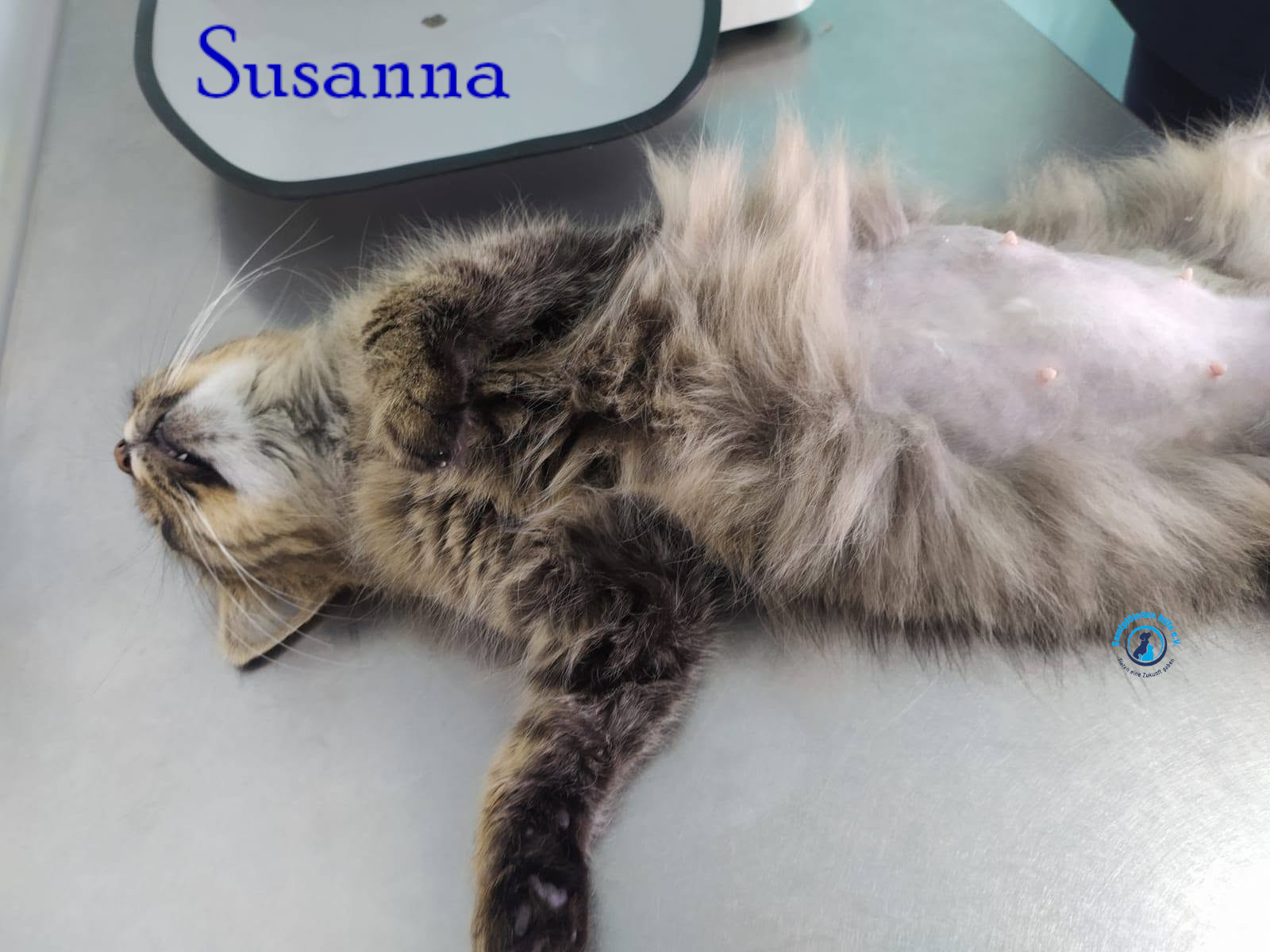 Nadezhda/Katzen/Susanna/Susanna09mN.jpg