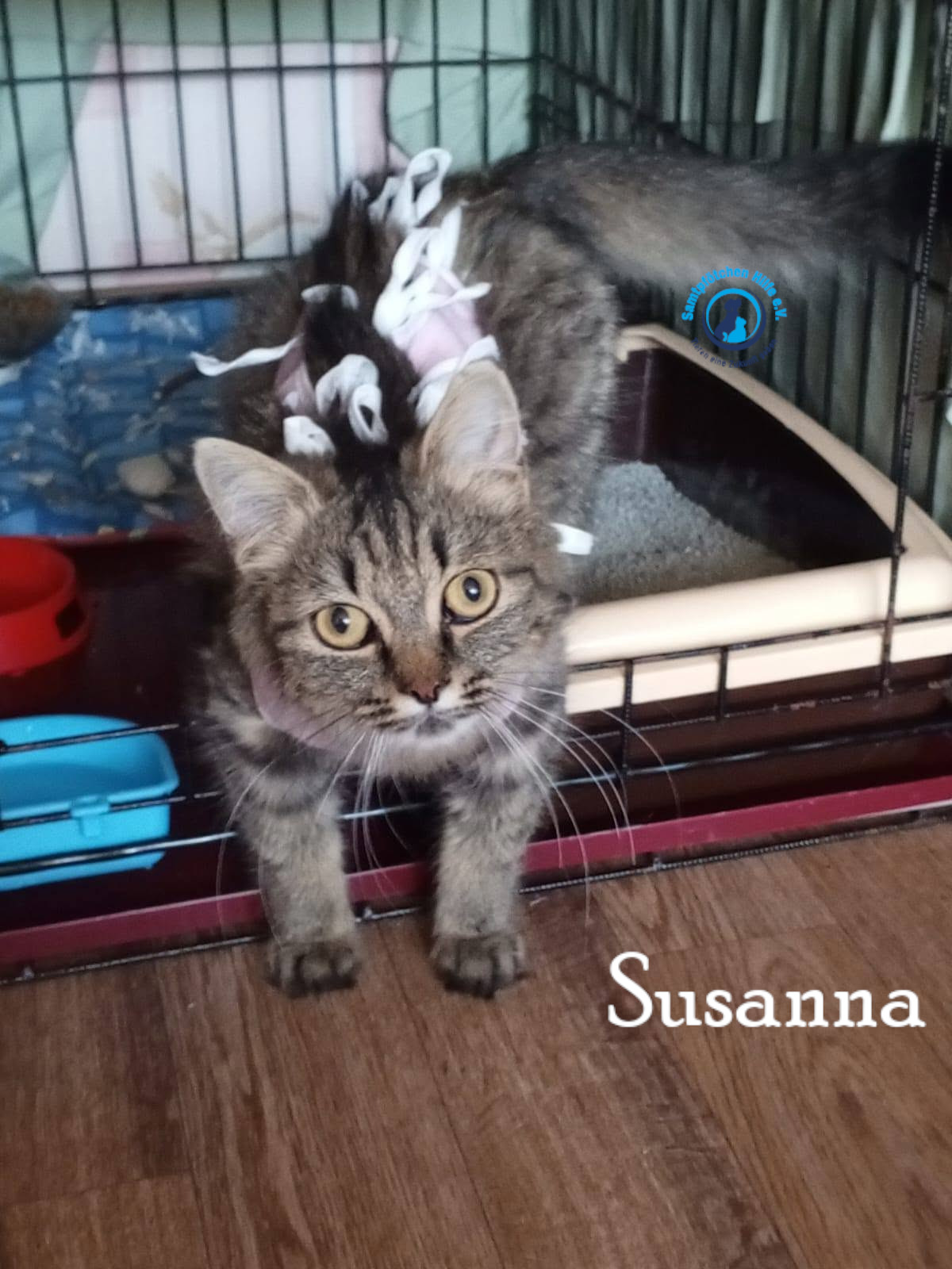 Nadezhda/Katzen/Susanna/Susanna10mN.jpg