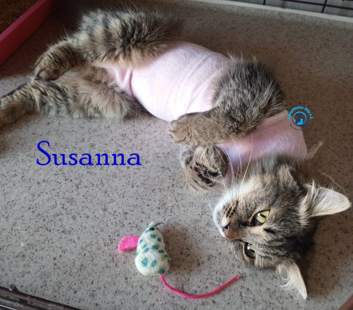 Nadezhda/Katzen/Susanna/Susanna12mN.jpg