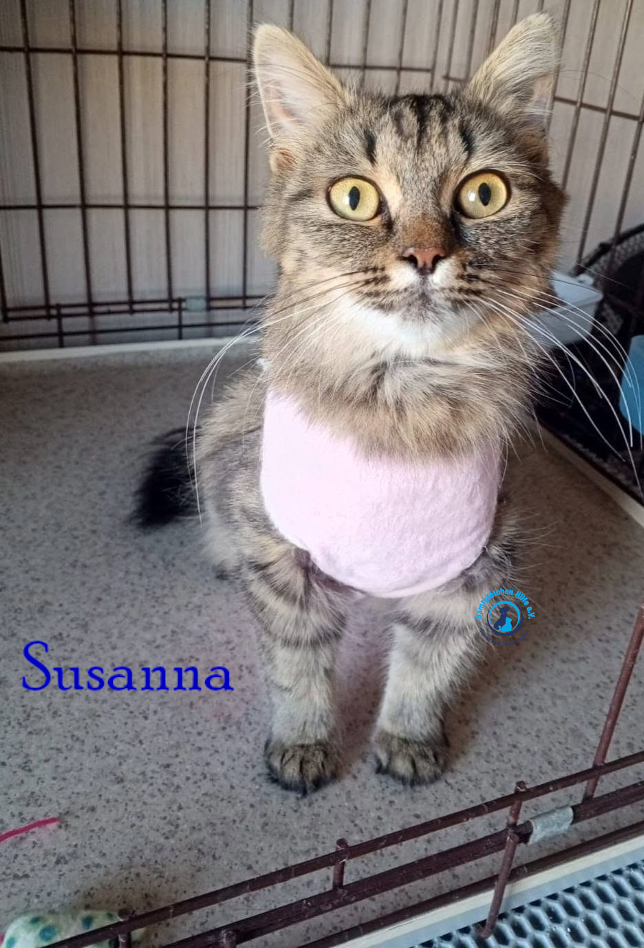 Nadezhda/Katzen/Susanna/Susanna13mN.jpg