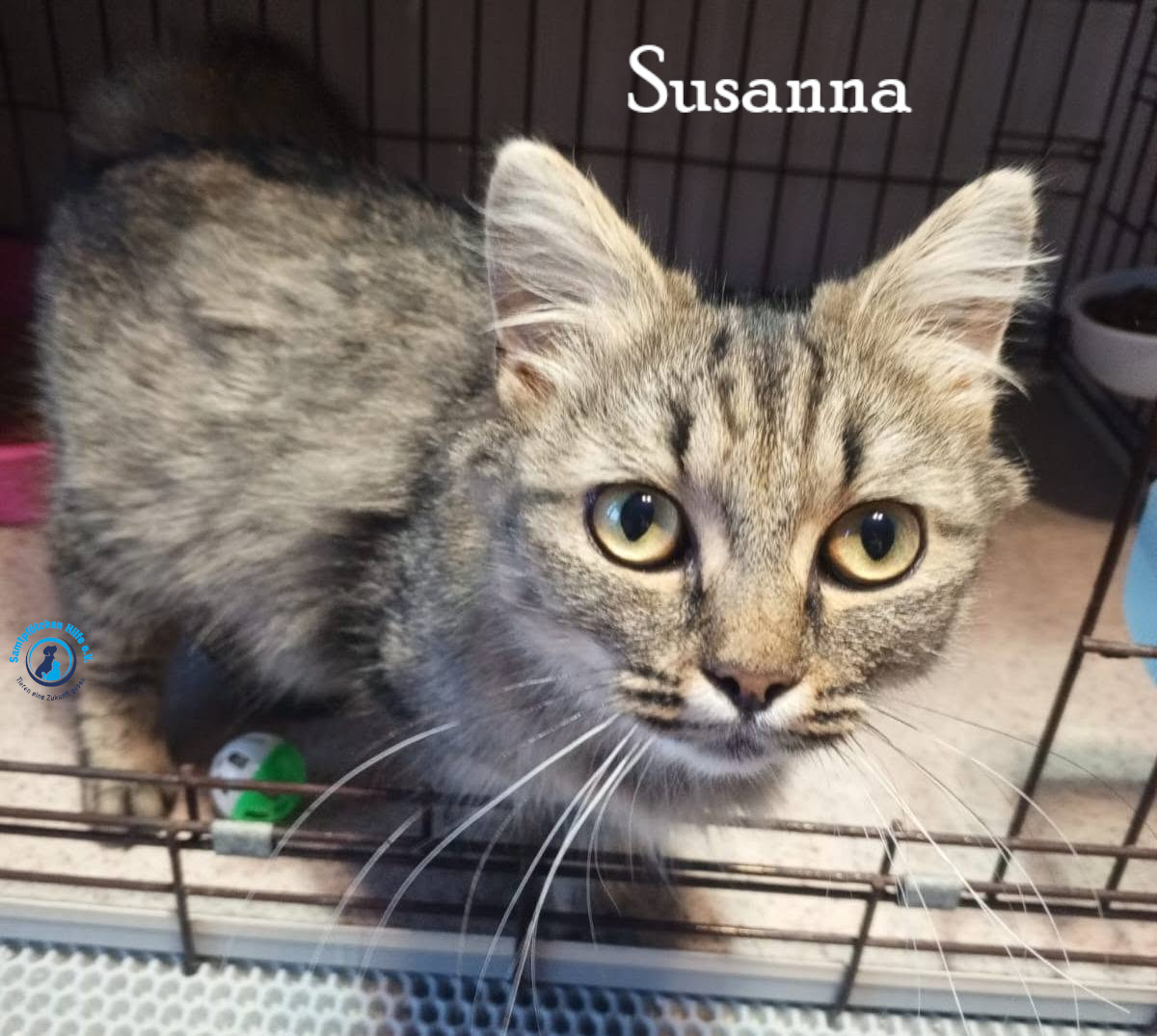Nadezhda/Katzen/Susanna/Susanna15mN.jpg