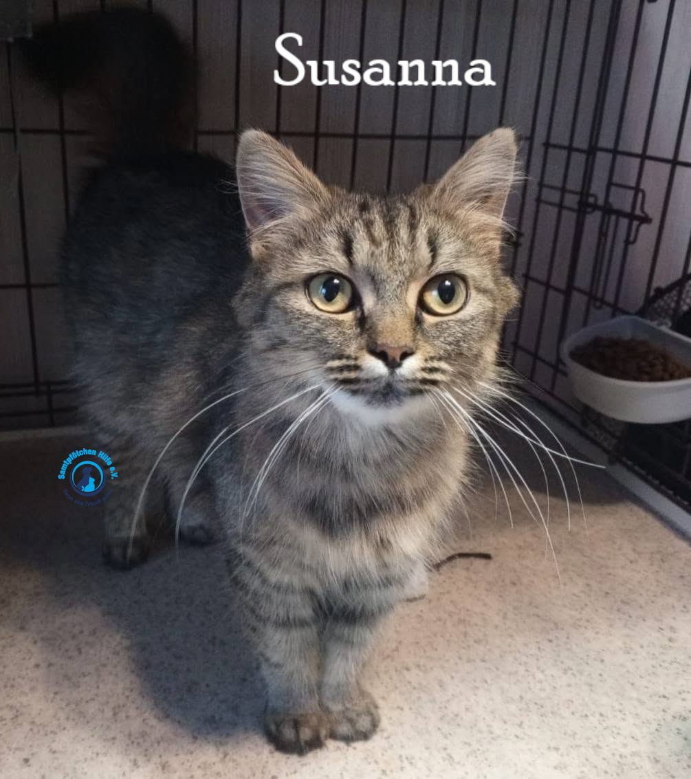 Nadezhda/Katzen/Susanna/Susanna16mN.jpg