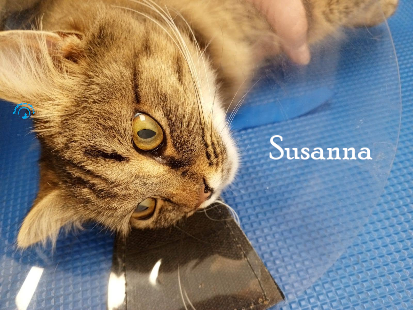 Nadezhda/Katzen/Susanna/Susanna19mN.jpg