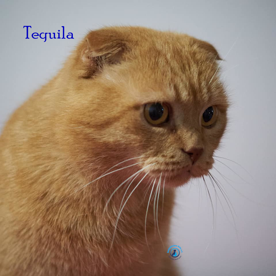Nadezhda/Katzen/Tequila/Tequila11mN.jpg