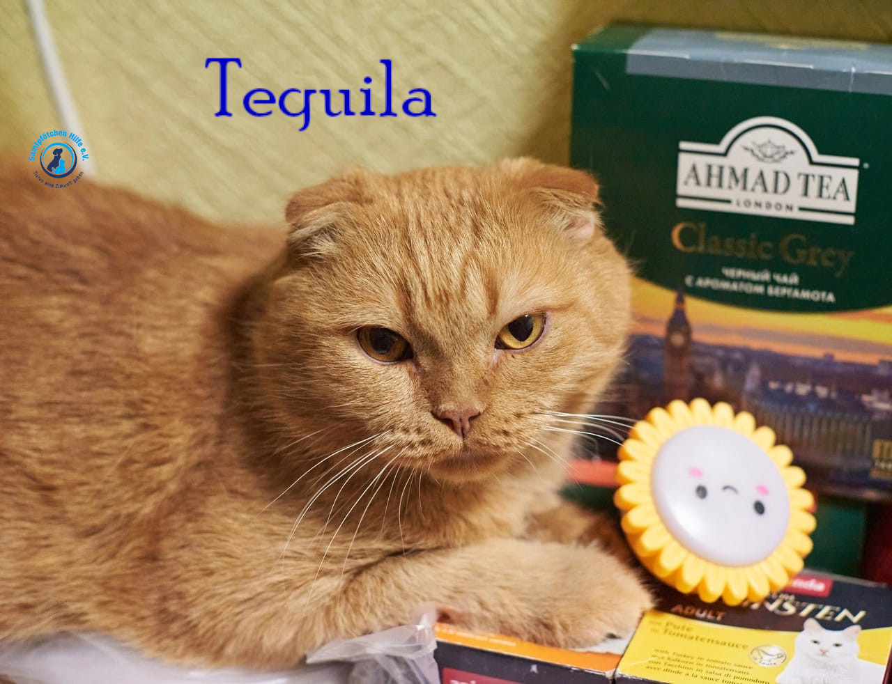 Nadezhda/Katzen/Tequila/Tequila42mN.jpg