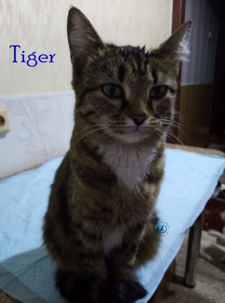 Nadezhda/Katzen/Tiger/Tiger11mN.jpg