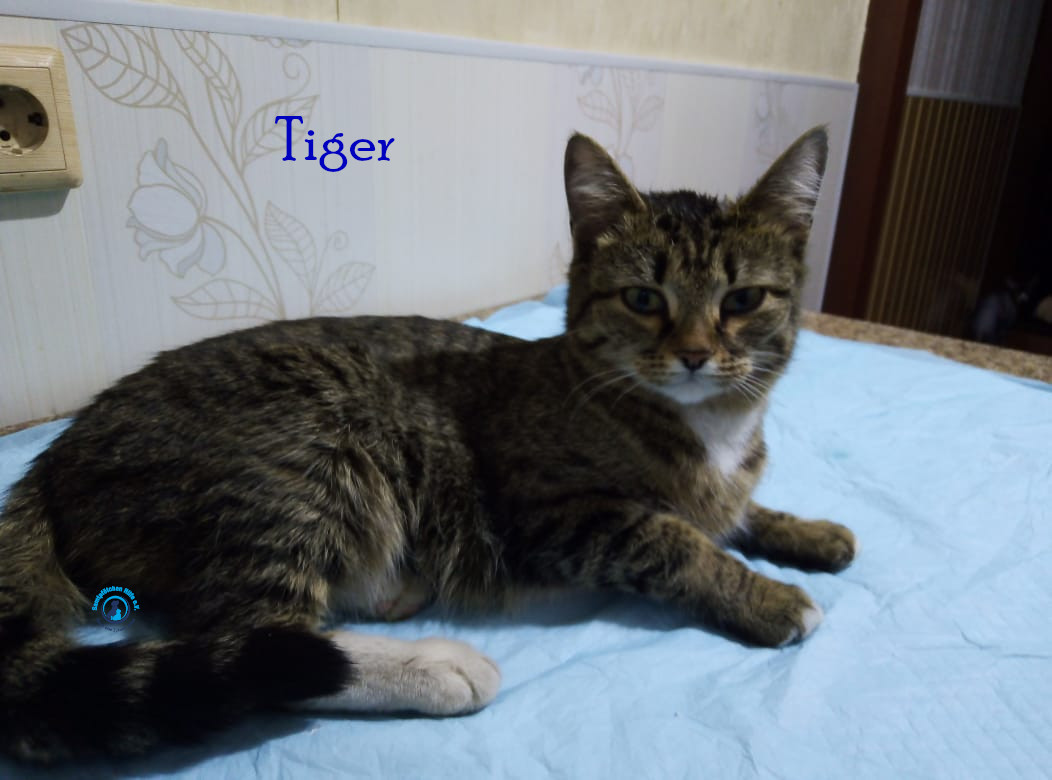 Nadezhda/Katzen/Tiger/Tiger15mN.jpg
