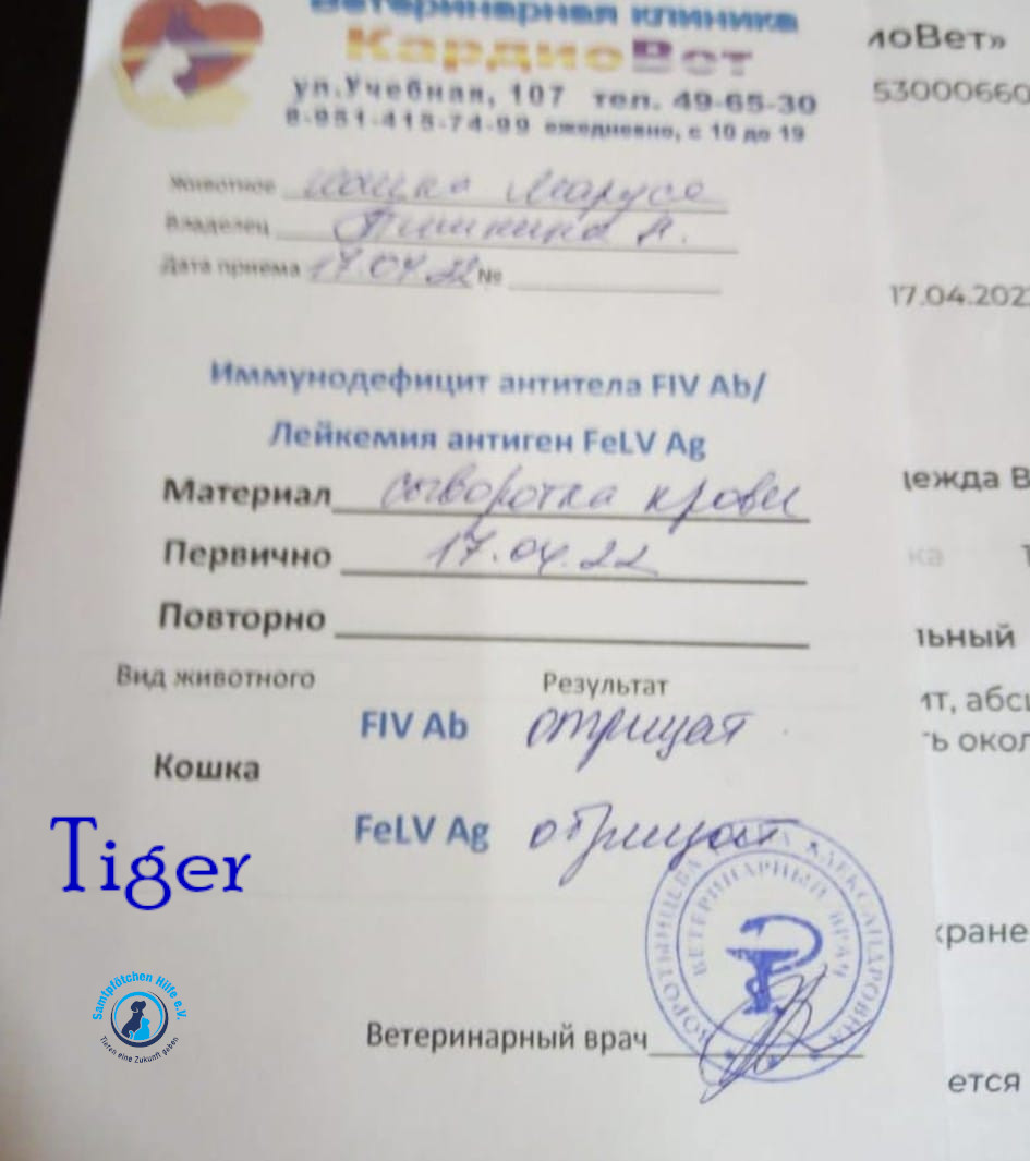 Nadezhda/Katzen/Tiger/Tiger16mN.jpg