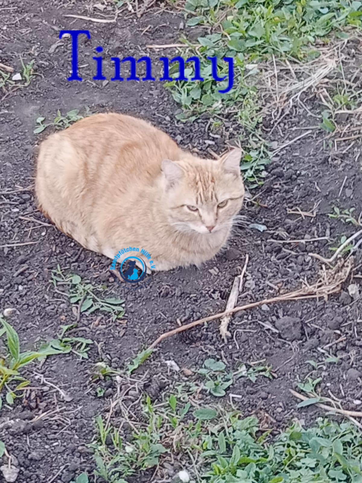 Nadezhda/Katzen/Timmy/Timmy01mN.jpg