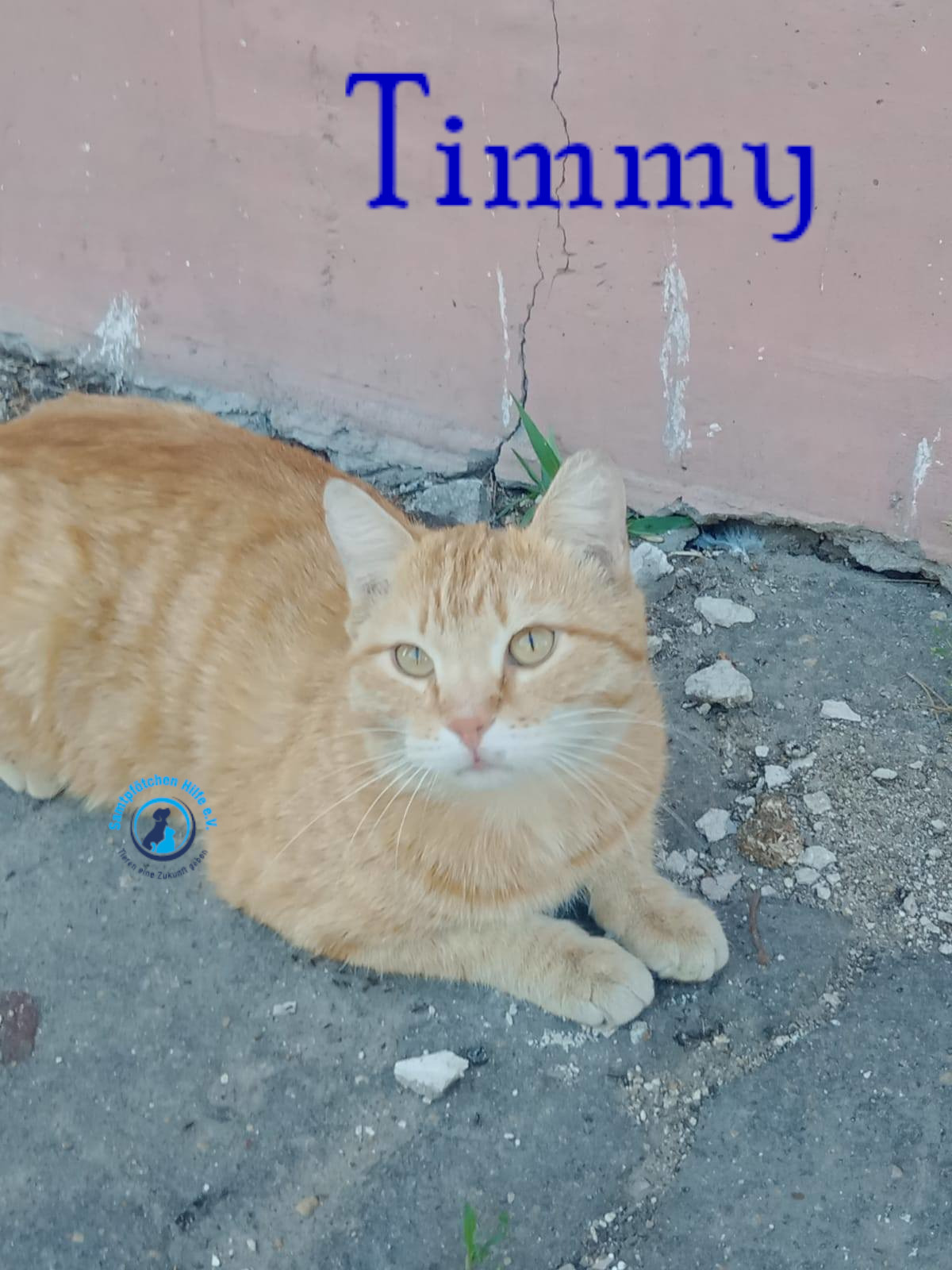 Nadezhda/Katzen/Timmy/Timmy03mN.jpg
