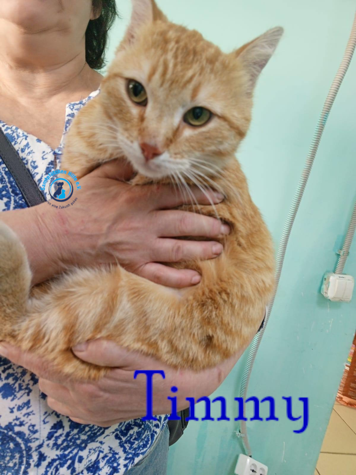 Nadezhda/Katzen/Timmy/Timmy04mN.jpg