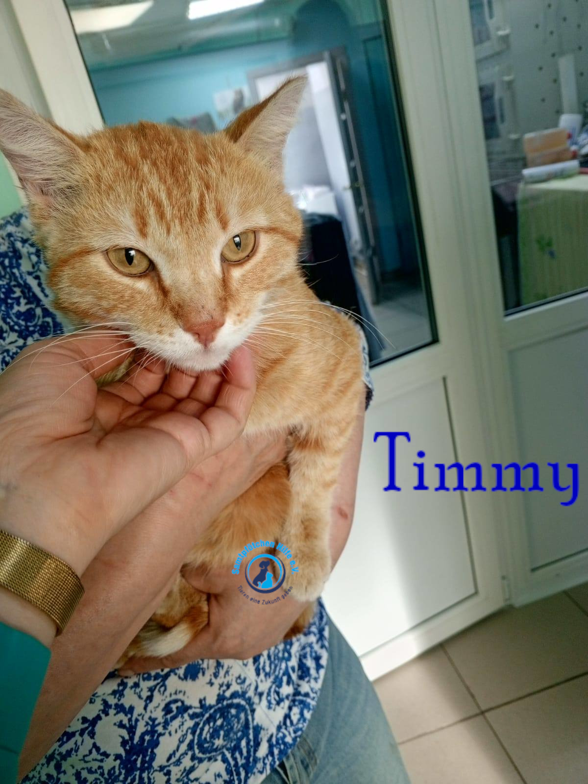 Nadezhda/Katzen/Timmy/Timmy05mN.jpg